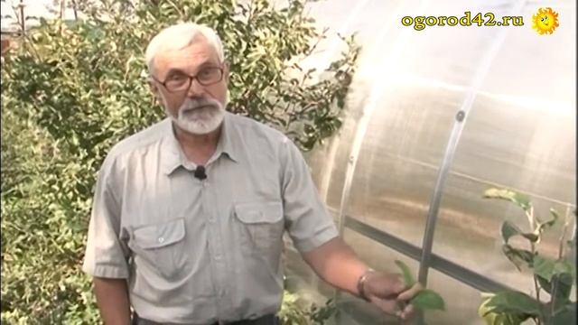 Зимостойкие яблони Владимира Анохина смотреть онлайн