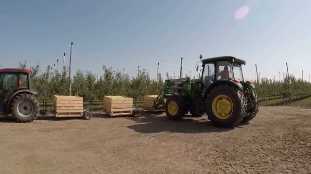 Cбор урожая/Golden Delicious смотреть онлайн