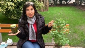 Базилик | Вся информация за 3 минуты | Полезные свойства, рецепты и где использовать