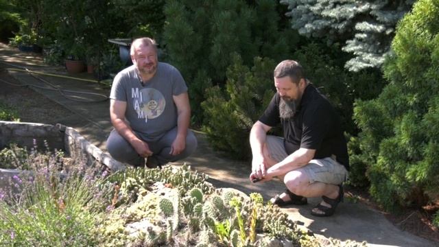 Кактусы в огороде смотреть онлайн