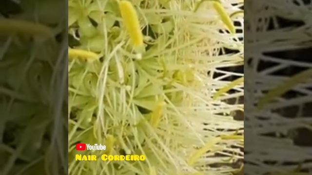 Conheça a Inflorescência da Agave Attenuata смотреть онлайн