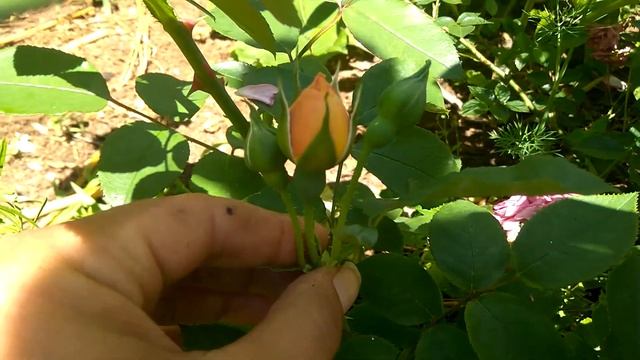 Роза "Кафе" смотреть онлайн