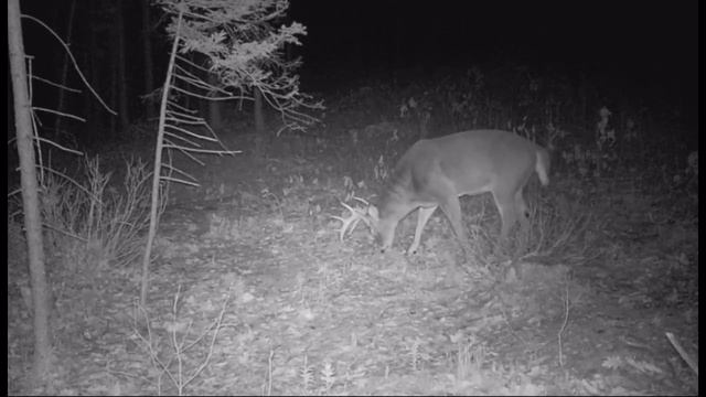 Quest for 200- 2022 Nice Bucks on camera (whitetail deer) смотреть онлайн