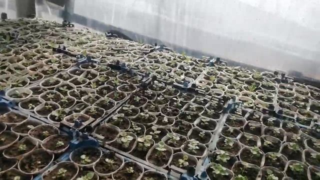 Немезия вегетативная обзор?! Черенок, а уже цветет? смотреть онлайн