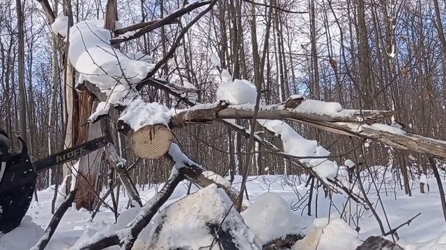 Бензопила KROFF в деле. Часть 5. Пилим Тополь за секунды. + EasyStart смотреть онлайн