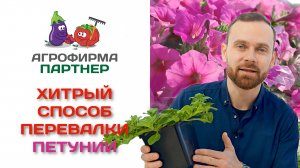 Хитрый способ перевалки петунии