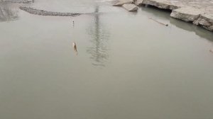 Рыбалка на реке Сочи: Подуст (чернопуз) и пескарь