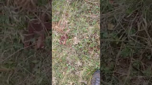 lactarious salmonicolor смотреть онлайн