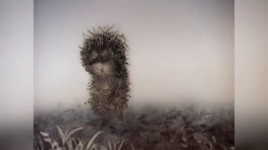 ЁЖИК В ТУМАНЕ И ЕГО СМЫСЛ