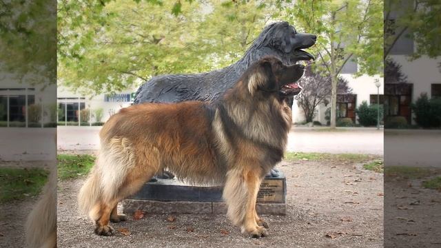 Самая большая собака в мире смотреть онлайн