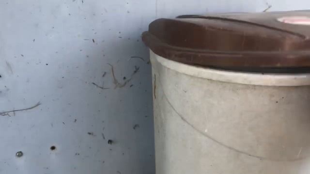 Французский бульдог Марсик всё таки изловил ящерицу !!! смотреть онлайн