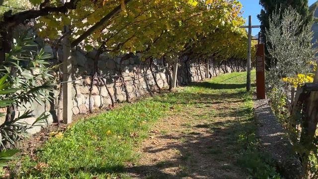 4K. A relaxing autumn walk among the vineyards of a local family winery Bolzano, Italy. смотреть онлайн
