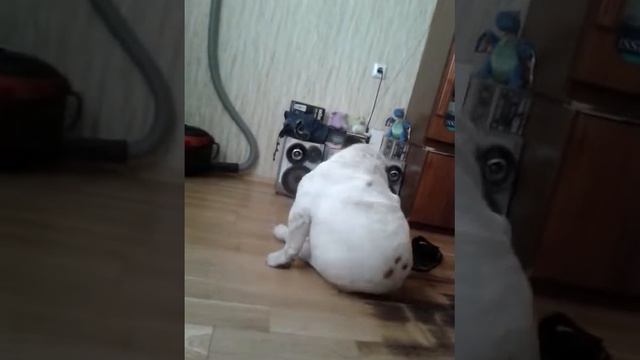 Тяжелая жизнь жирного пса смотреть онлайн