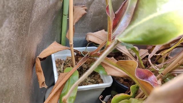Beginning Of July Update On The Nepenthes Collection