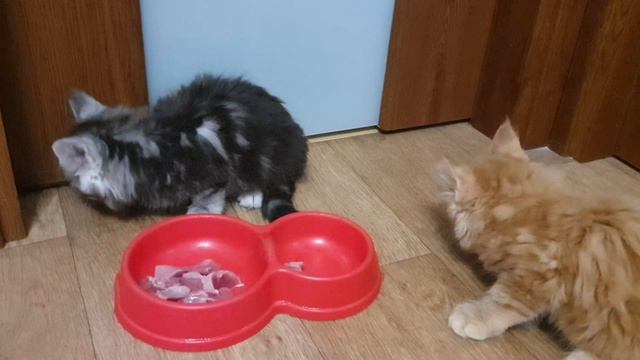 Котята едят мясо ) лучшая еда для кошек смотреть онлайн