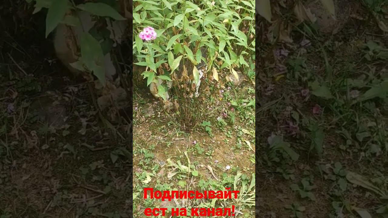 Барсик! смотреть онлайн