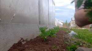 Букетный способ. Высаживаем бархатцы.