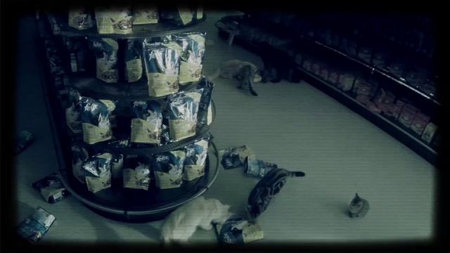 Tierischer Überfall im Supermarkt – Der Raubzug von Felix Eleven