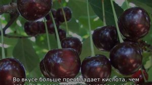 Самоплодная вишня