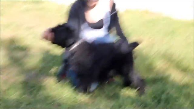 Щенок русского черного терьера - Генри