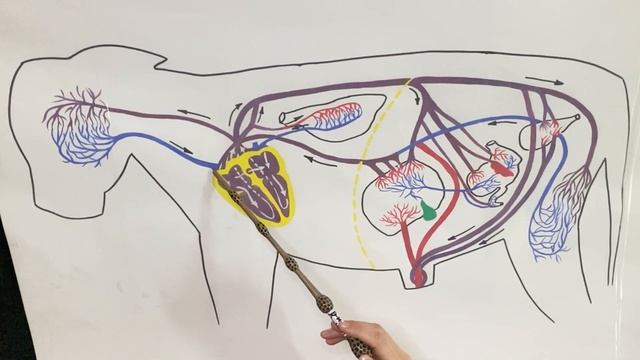 Кровообращение плода