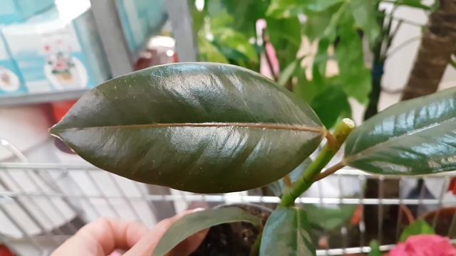 УЦЕНКА:орхидеи, нефролепис, фикус, гортензия, ананас, калатея, бегония, кальцеолярия, араукария... смотреть онлайн