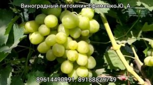 виноград Дврья