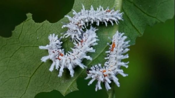 Павлиноглазка атлас | Attacus atlas | Atlas moth