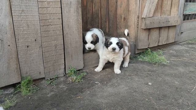 Продаются щенки Московская сторожевая смотреть онлайн