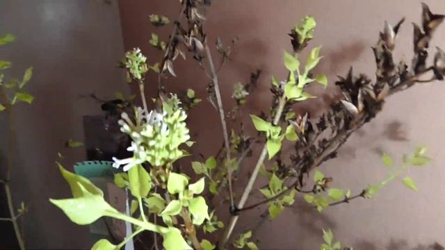 сирень зимой 9 декабрь 1 смотреть онлайн