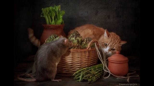 Не нравится крыса.  Вы просто не умеете ее фотографировать. Кот и Крыса