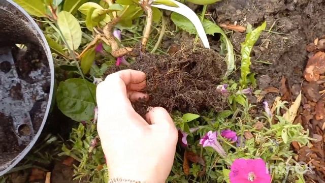 Переезд в Ленинградскую область.Воскресный день/Посадка,пересадка цветов.Наконец-то покосили. смотреть онлайн