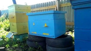 Разведение пчёл в Белгородской области, популяризации пчеловодства в России.