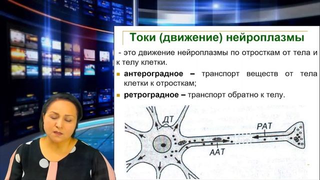 Сафарова Закия Тешаенва. НЕРВНАЯ ТКАНЬ. смотреть онлайн