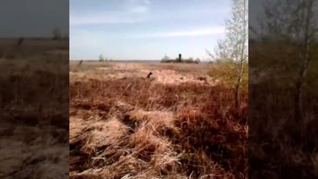 Работа легавой по курапатке смотреть онлайн