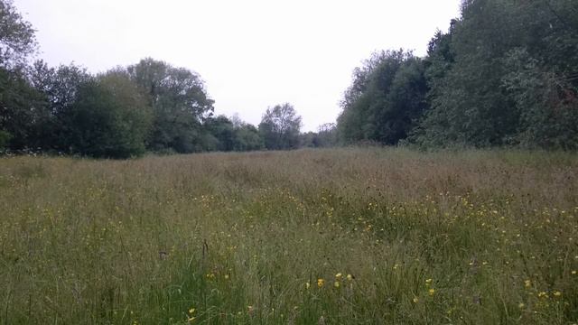 Daily Bible Reading - Psalm 134, 136, 146 - 150 - June 13th смотреть онлайн