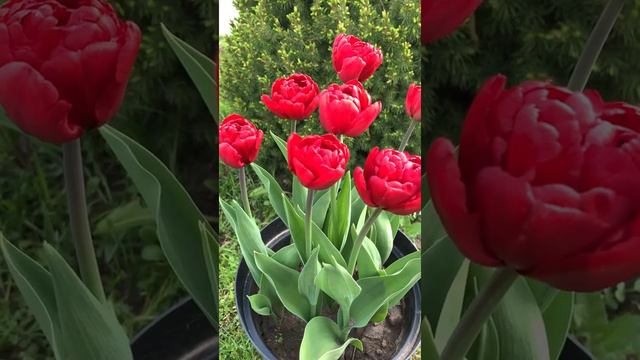 Тюльпан Ред Нова / Tulipa Red Nova