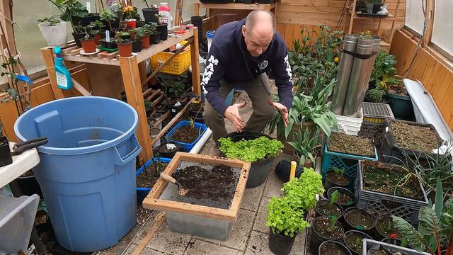 Dividing Feverfew // Beautiful Daisy flower perennial смотреть онлайн