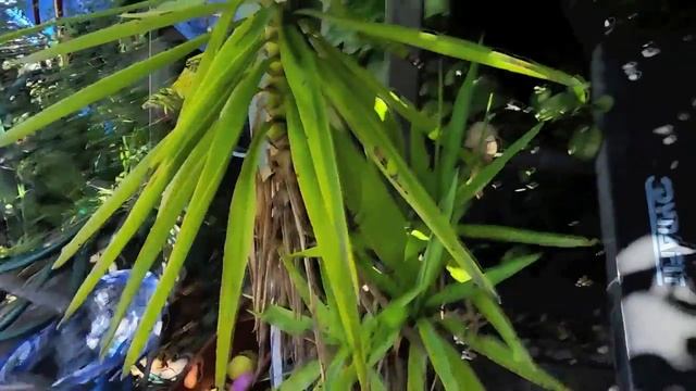 What mean Christmas for Dog, Как собаке пережить Новый год? Koska koira hengissä uudenvuoden? смотреть онлайн