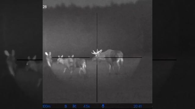 Охота на лося в Беларуси. смотреть онлайн