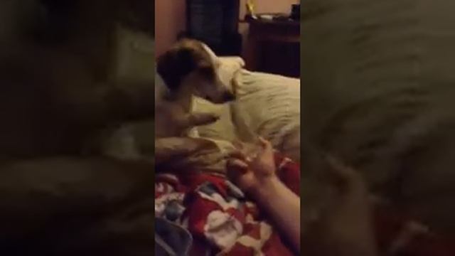 собака пьет из стакана сок смотреть онлайн