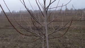 ОБРЕЗКА МОЛОДОГО ОРЕХА.