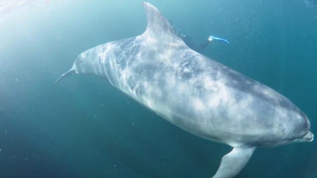 Ocean kid loves Surfing, Skateboarding and Dolphins - 9 years old - WILD CHILD (2019) смотреть онлайн