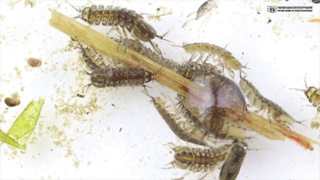 Водяной ослик в природе и в аквариуме. // Clever Cricket смотреть онлайн