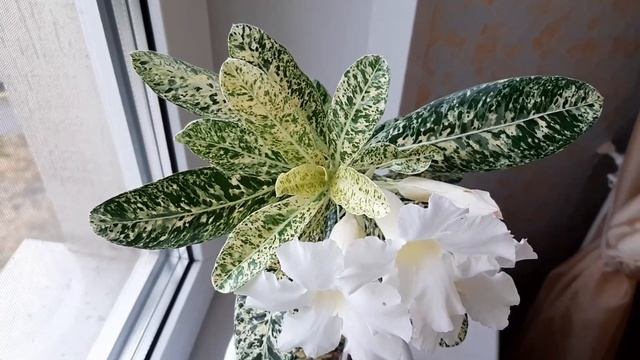 АДЕНИУМ. Коллекция редких адениумов #9. Адениумы Black Variegated, Spot Leaf Variegated, Cake Tower