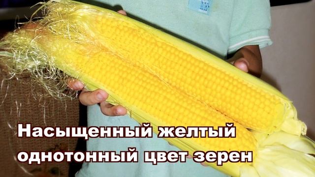 МЕГАТОН F1 - КУКУРУЗА №1 С САМЫМ БОЛЬШИМ ПОЧАТКОМ от HM-CLAUSE смотреть онлайн