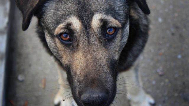 Эта собачка сделала невероятное! Вы будите в полном шоке! смотреть онлайн