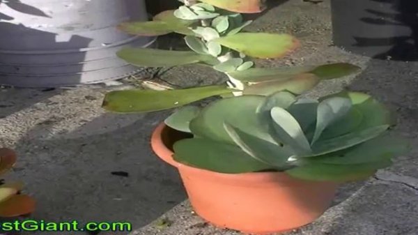 FlapJack Plant Kalanchoe thyrsiflora paddle pancake