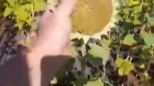 Грандстар 50 - Семена подсолнечника (Гибрид)