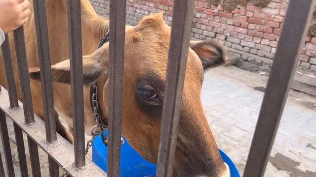Bhoot ki Haveli me ghus gye 😱 | Vishal Khatana Vlogs смотреть онлайн